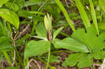 Green trillium